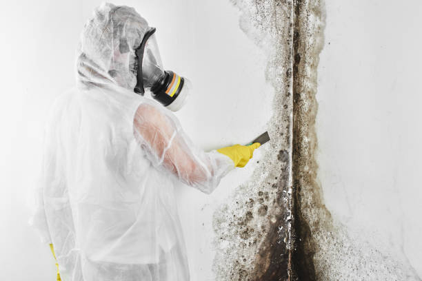 Best Mold Remediation for Specific Building Types in Darmstadt, IN