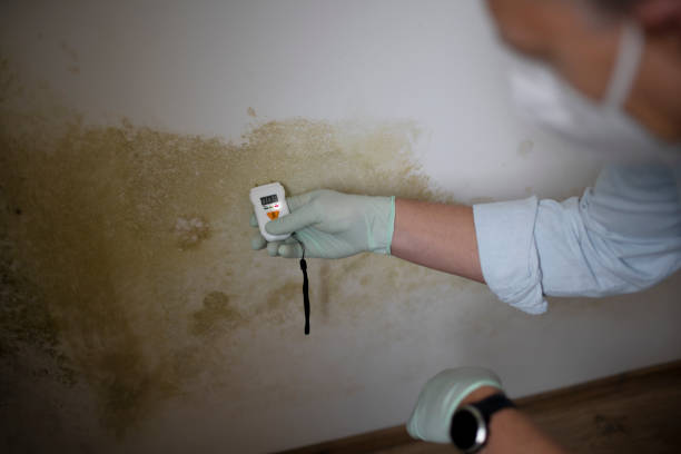 Best Residential Mold Remediation in Darmstadt, IN