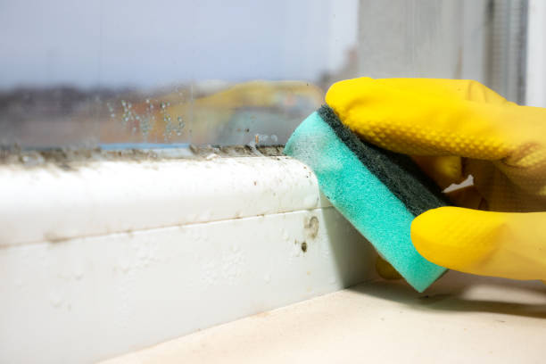Best Kitchen Mold Remediation in Darmstadt, IN