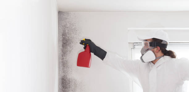 Best HVAC Mold Remediation in Darmstadt, IN