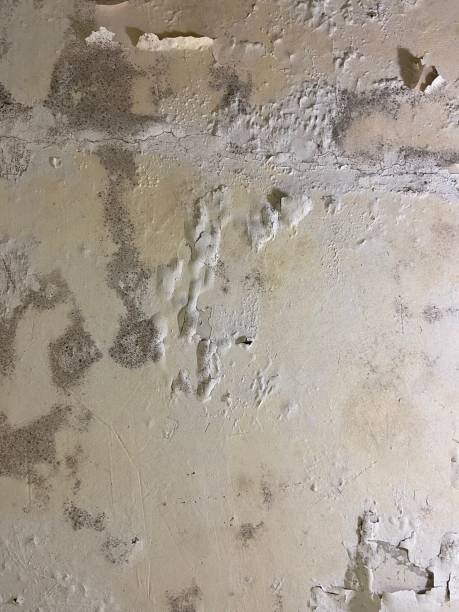 Best Mold Testing and Inspection Services in Darmstadt, IN